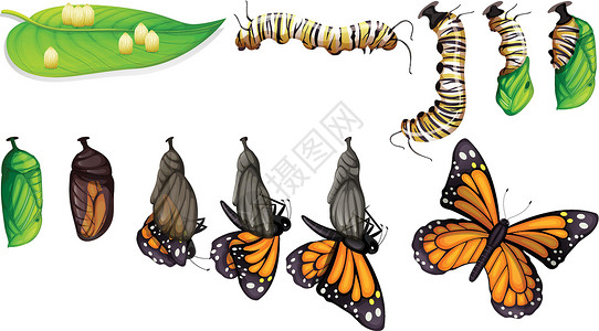 蝴蝶的生命周期昆虫翅膀夹子绿色动物花园艺术叶子鼻涕虫学习背景图片