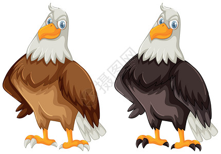 长冠鹰两只长着棕色和黑色羽毛的老鹰插画