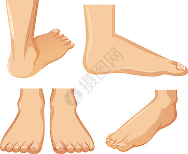 脚剪贴画白背景上的人类脚解剖插画