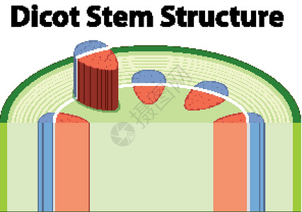 双子叶植物纲显示双子叶植物茎结构的图表夹子生物学插图艺术生物学习科学卡通片教育绘画设计图片