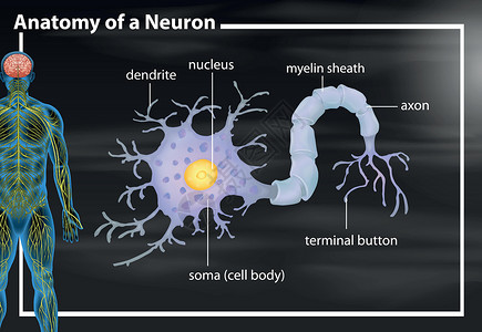 神经解剖学教育科学神经元墙纸医疗按钮插图医学夹子躯体插画