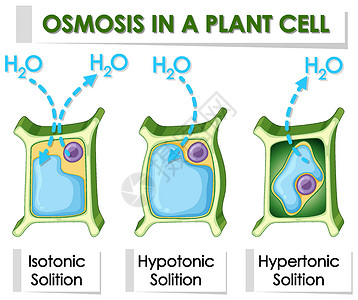 细胞活力显示植物细胞渗透作用的图表绘画环境艺术品生物化学学习艺术光合作用插图活力插画