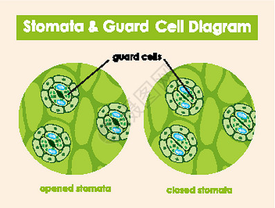 阿里斯塔塔显示气孔和保护细胞的图表绘画环境夹子学习生物艺术技术教育绿色卡通片插画