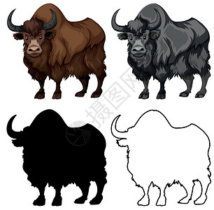 西藏牦牛牦牛特征集设计图片
