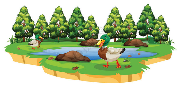 锡惠公园鸭子在惠特的池塘周围插画