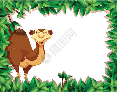 自然框架上的骆驼背景图片