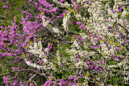 盛开多彩的野春花场地花瓣园艺花园美丽植物学花朵植物植物群背景图片