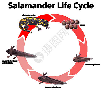 显示蝾螈生命周期的图表幼虫生活生物学习周期插图绘画环境生物学爬虫背景图片