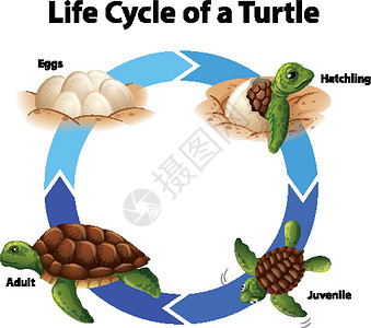 图表显示海龟的生命周期生物教育卫生插图病理生物学学习保健微生物学运输插画