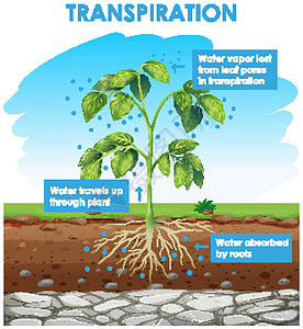 图表显示计划中的蒸腾运输蒸腾光合作用植物绘画夹子插图作用教育学习背景图片