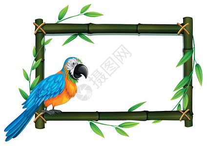 贝壳竹子边框竹边框上的一只鹦鹉插画