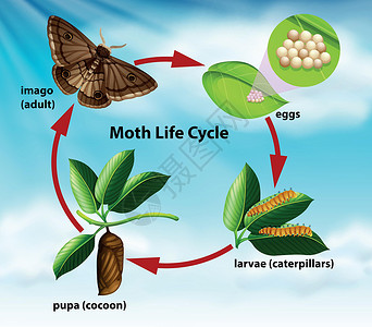 蝴蝶素材图蛾的生命周期插画
