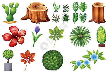 观赏植物一套艺术叶子绘画夹子木槿剪贴绿色棕榈林木花园插画