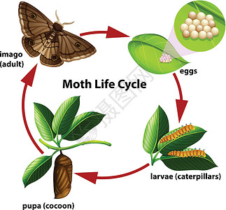 飞蛾生命周期图背景图片
