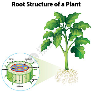 黄芩根显示计划根结构的图表科学细胞插图教育生活意义学习生物环境生物学设计图片