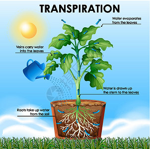 显示植物和水的蒸腾作用的图表夹子阳光科学园艺插图艺术教育活力太阳场景设计图片