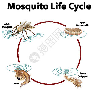 蚊子幼虫显示蚊子生命周期的图表学习生物幼虫动物群教育动物运输漏洞环境生活插画