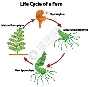饿虱子显示 fer 生命周期的图表蕨类生物学生活海报自行车插图艺术生物卡通片周期设计图片