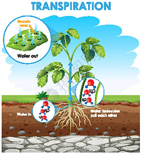 蒸腾作用图表显示计划中的蒸腾绘画光合作用环境生活科学作用蒸腾艺术艺术品教育插画