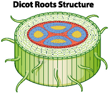 双子叶植物纲显示双子叶植物根结构的图表设计图片