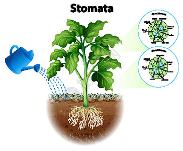 园艺喷壶图表显示炭上的气孔插图树叶生活夹子海报意义卡通片园艺生物学细胞设计图片