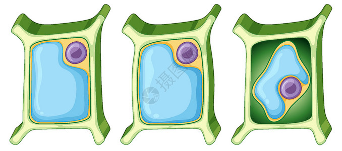 不同阶段的植物细胞插画