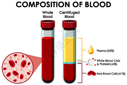 显示血液成分的图表教育生活细胞学习艺术插图生物白血卡通片科学设计图片