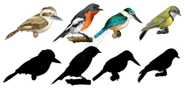 鸟的轮廓颜色和轮廓版本背景图片