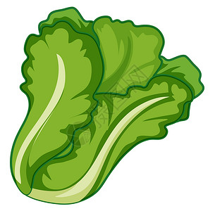 白色背景上的绿色生菜营养卡通片插图绘画艺术夹子蔬菜植物背景图片