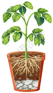 植物插图孤立背景下盆栽中的绿色植物设计图片