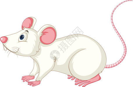 白色背景上的白老鼠艺术插图卡通片绘画生物宠物夹子动物群动物背景图片