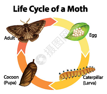 显示电机生命周期的图表生物学科学漏洞教育卡通片生物动物群昆虫运输毛虫背景图片