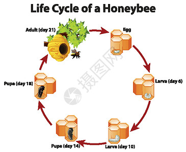 显示 honeybe 生命周期的图表插图幼虫蜂窝漏洞动物生物学习生活卡通片昆虫图片