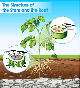 根纳根图显示茎和根结构的图活力教育生物环境艺术场景生活图表绘画学习插画