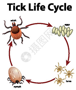 显示 tic 生命周期的图表生物学卡通片动物运输意义插图绘画幼虫动物群若虫插画