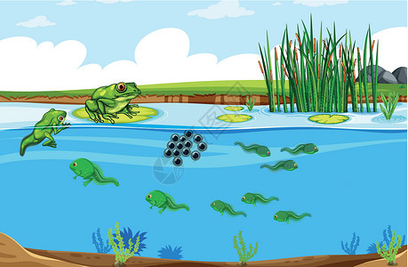 绿色青蛙生命周期场景背景图片