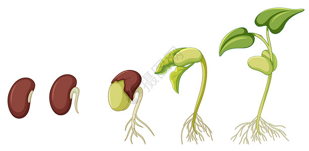 根豆粉显示植物生长在白色背景上的图表艺术插图生物学夹子发芽学习环境绘画叶子花园插画