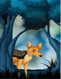 夜间动物黑暗自然场景中的狐狸设计图片