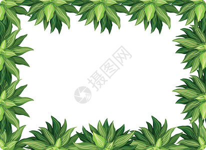 自然叶边框绿色装饰品叶子绘画艺术邀请函树叶框架插图植物背景图片