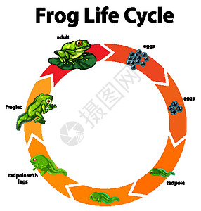显示来回生命周期的图表海报卡通片学习运输动物群动物绘画科学环境青蛙插画