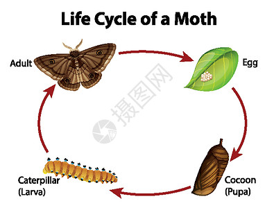 显示电机生命周期的图表教育毛虫学习动物群生物生物学绘画插图昆虫自行车背景图片