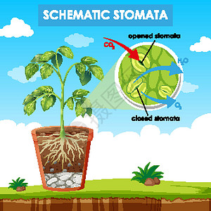 显示气孔示意图的示意图生活植物生物学艺术科学运输卡通片学习场景图表背景图片