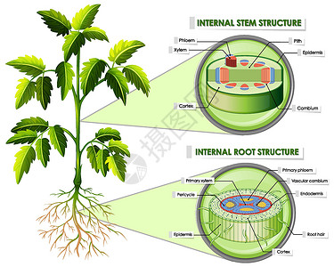 蒸腾作用显示茎和根结构的图表生活学习光合作用剪裁生物学绘画植物学艺术叶子气孔插画