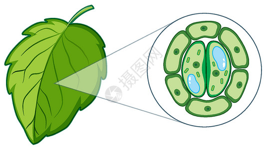 绿叶图表显示植物细胞的图表活力光合作用生活运输生物叶子艺术品绘画生物学教育插画