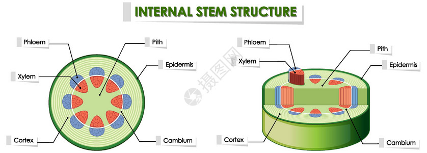 电缆结构显示内部茎结构的图表技术夹子绘画生物科学插图绿色光合作用学习植物插画