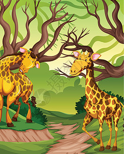 法森丛林丛林中的法拉菲绿色绘画艺术插图野生动物夹子异国森林叶子热带插画