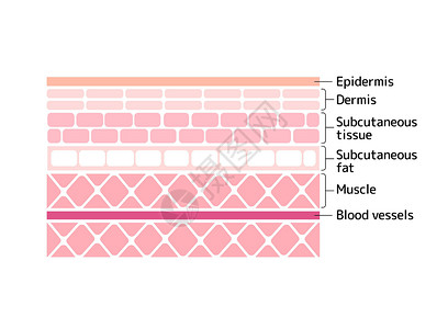 从表皮到肌肉的人体皮肤矢量图层背景图片
