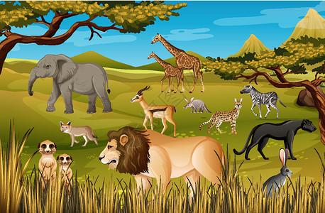 荒野猎人森林场景中的非洲野生动物群土地哺乳动物生物丛林国王团体卡通片野生动物插图生活设计图片