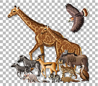 透明背景下的一群非洲野生动物插图穿山甲团体卡通片秃鹰捕食者猎人食肉艺术动物群背景图片