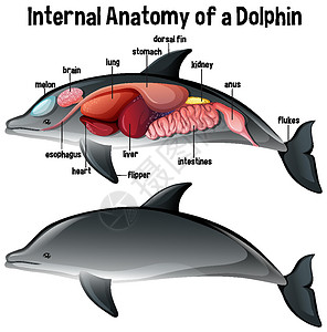 生理结构带标签的海豚的内部解剖结构字母卡通片生物动物群食管生物学生理绘画图表微生物学插画